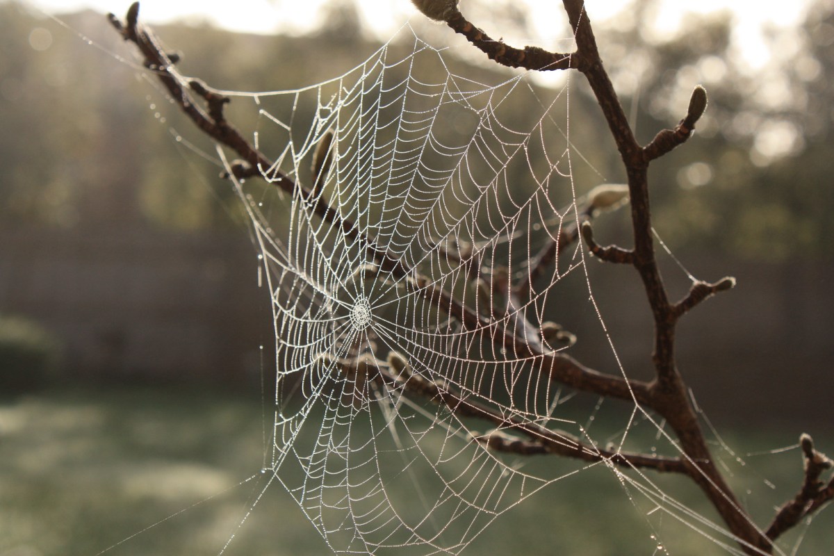 Hanging on the bare branches of the Magnolia tree this spider web glistened in the morning dew