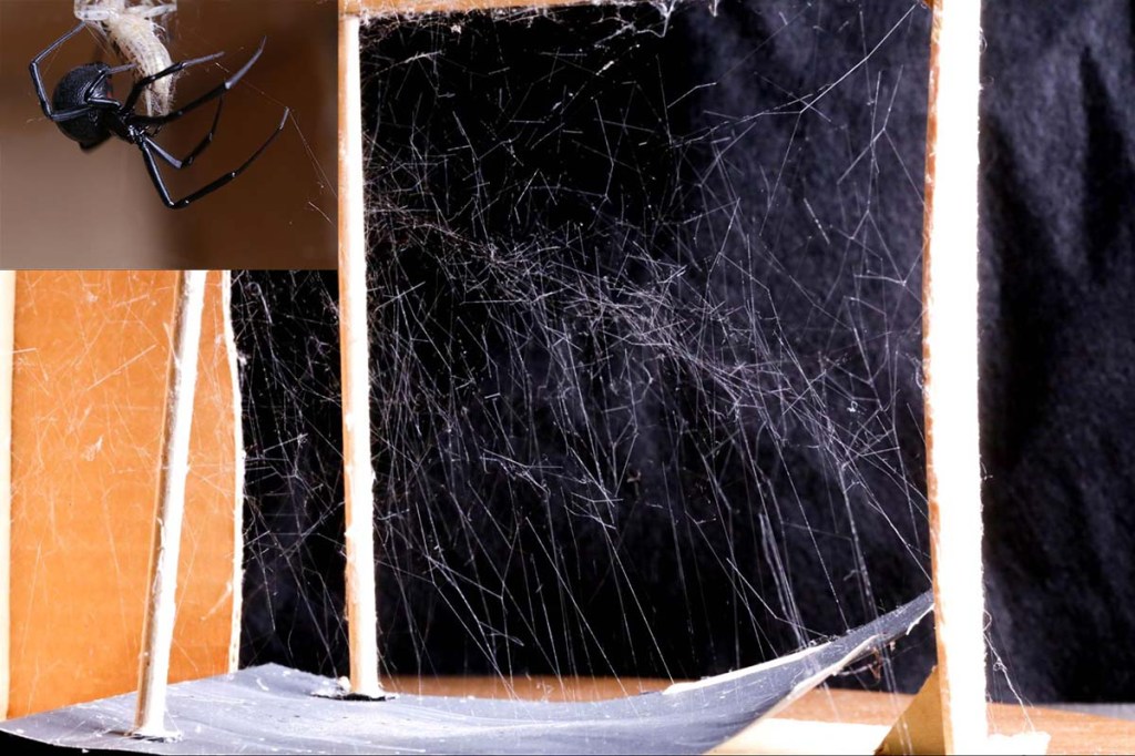 a cobweb of a black widow spider in a small space with vertical anchors; a close-up image of a black widow spider in the top left corner