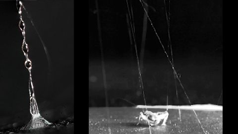 on left, a close-up photo of a black widow spider web anchor thread; on left, a cricket moving among black widow spider web anchors, and when it touches one, a piece of web flies up and out of frame