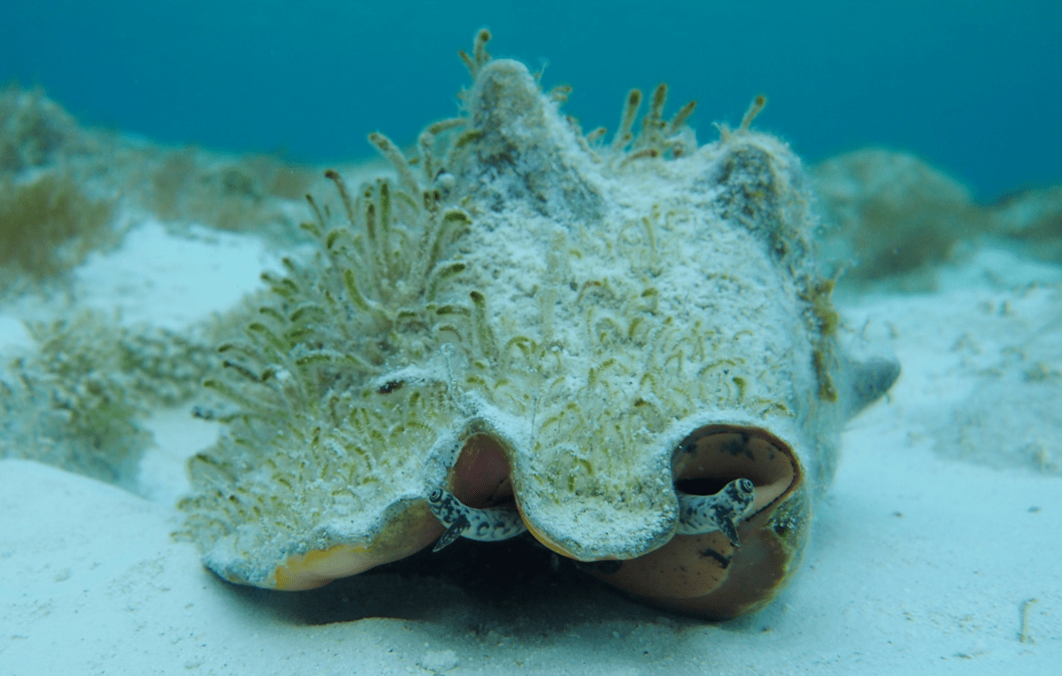 a large shelled marine creature alive living on the bottom of an ocean floor