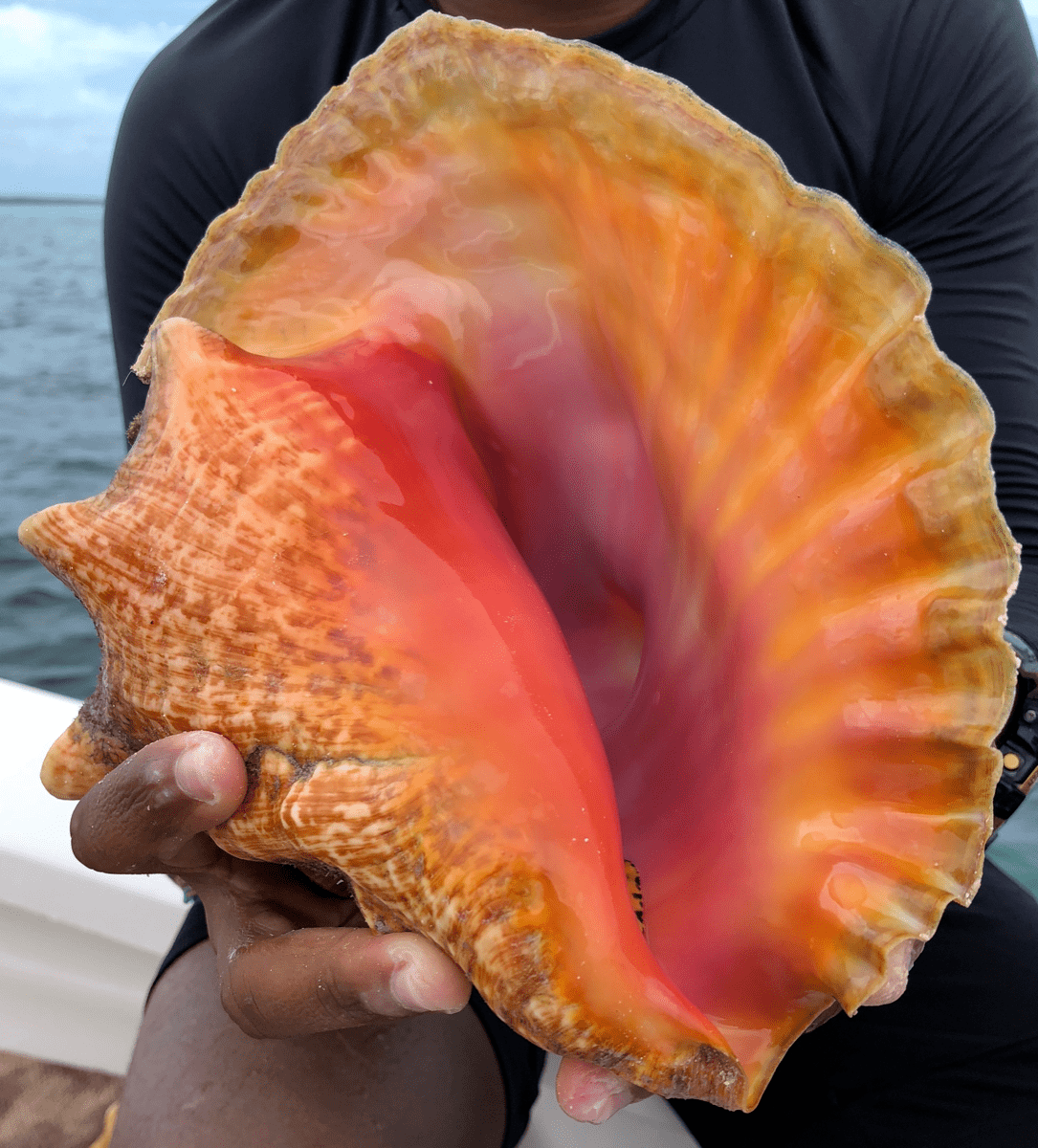 a bright orange and pink sea shell