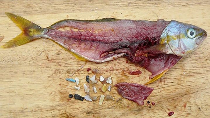 A dissected Rainbow Runner fish with 18 small pieces of plastic, called microplastic, from its stomach shown. 