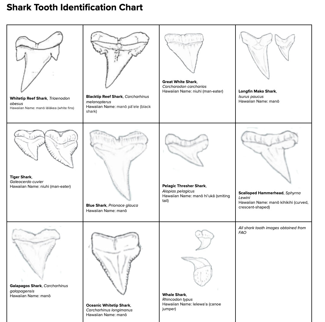 Shark teeth from eleven different species.