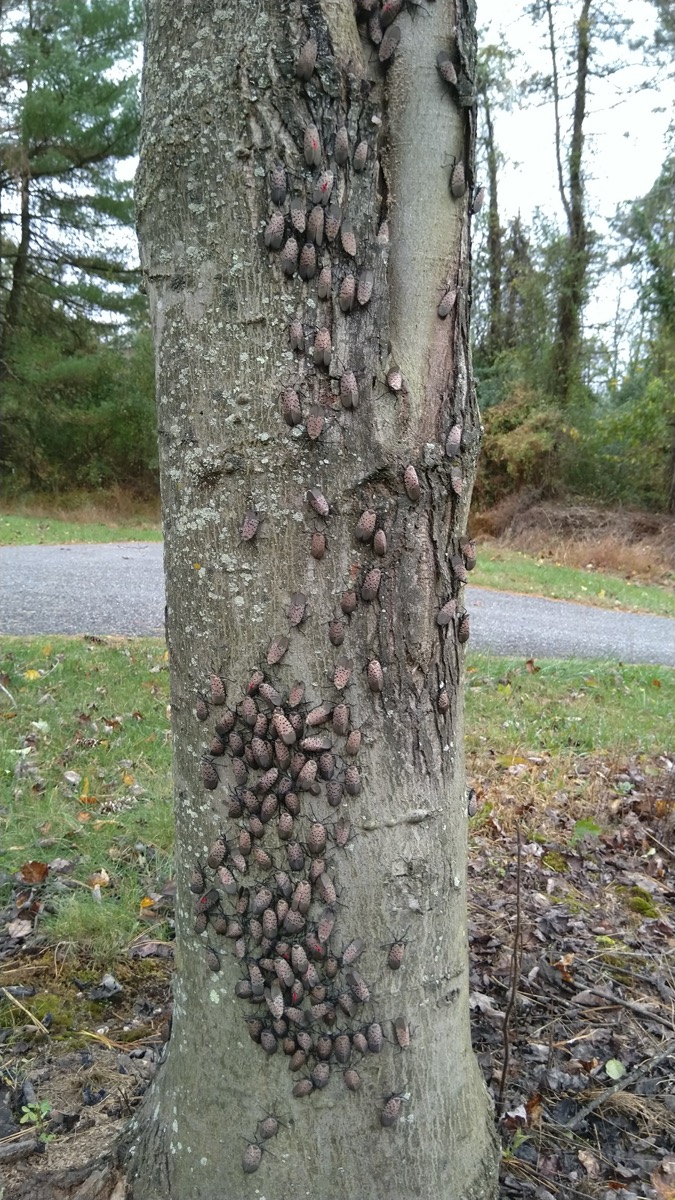 a tree covered with lots of bugs