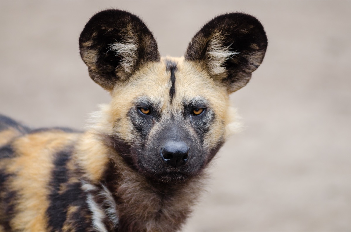 a profile photo of a tan and black splotched dog with very large circular eyes staring into the camera