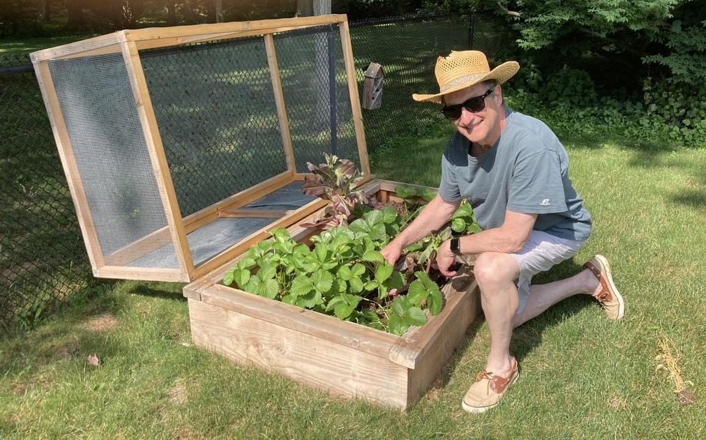 an older man in a straw hat and glasses kneels next to a garden patch secured in a wooden box with a netted covering over it