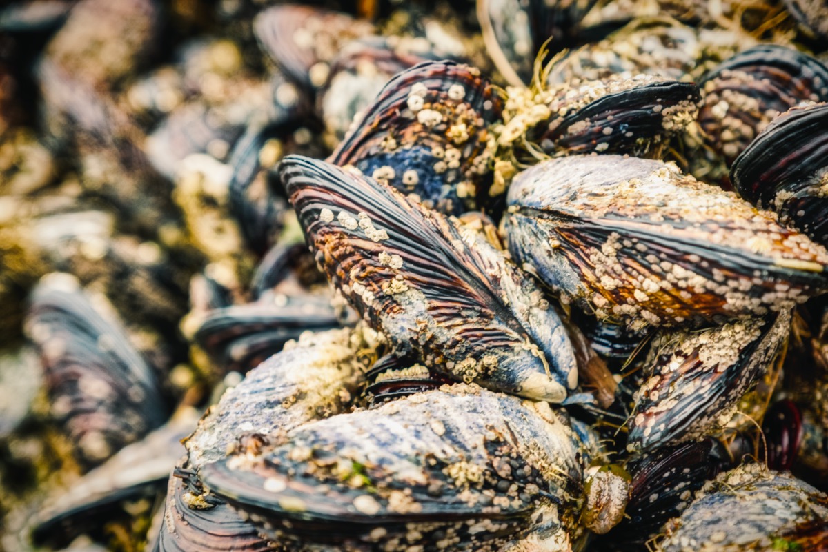 a closeup picture of mussels on a rock