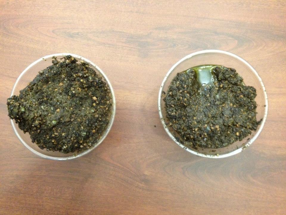 Photo looks down into two beakers with dark brown-green sludge that is chopped up olive pomace, a byproduct of the olive oil making process