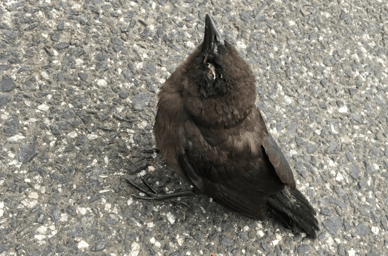 a closeup of a small black bird on the ground with white crustiness around its eyes