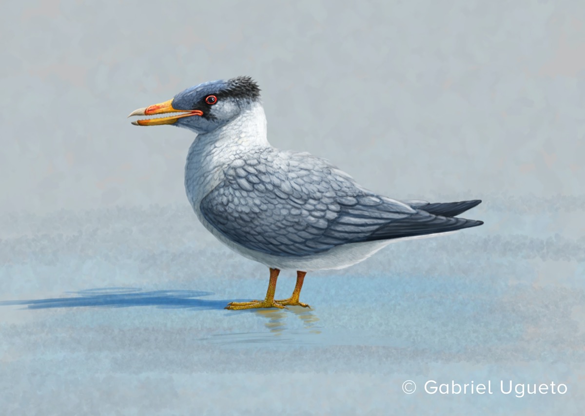 an illustration of a bird with a pointed beak and gray and white plumage.