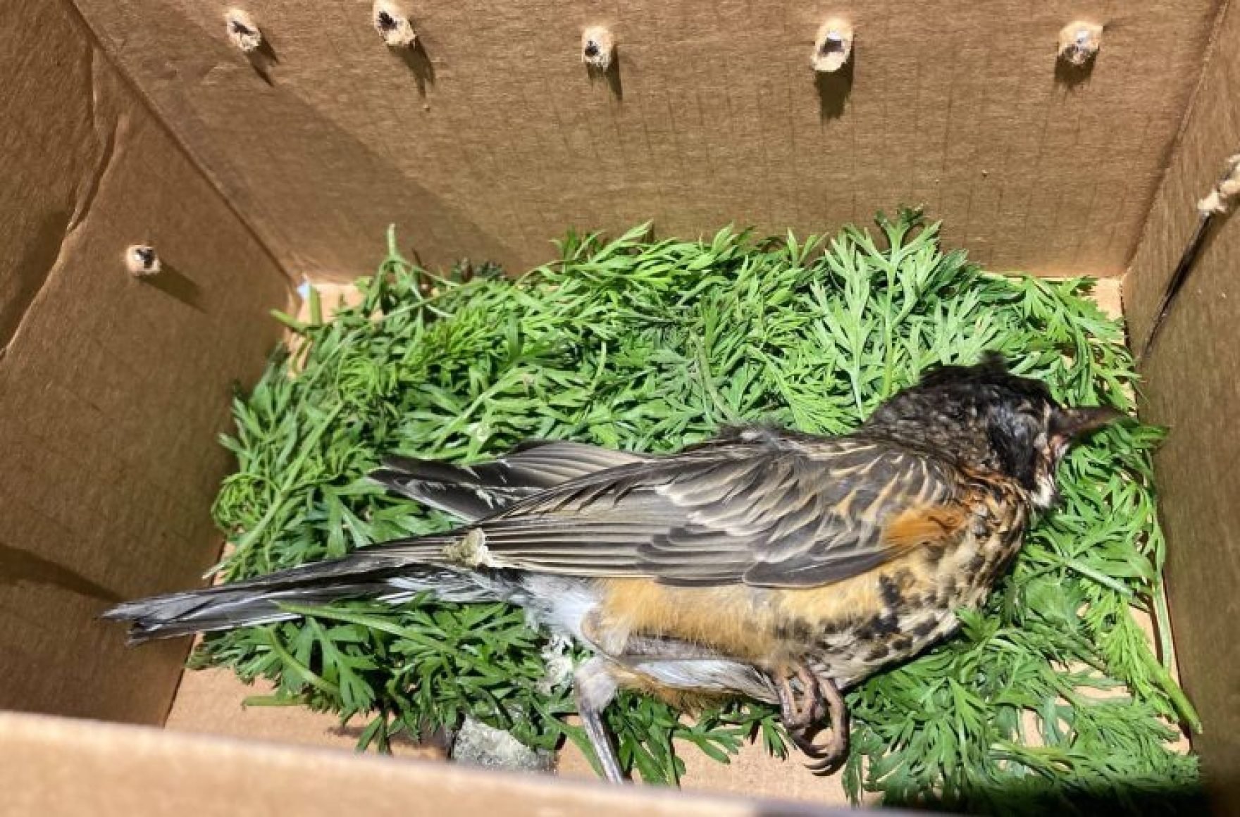 a dead bird which suffered from an eye neurological disease lies dead in a cardboard box with some green foliage under it