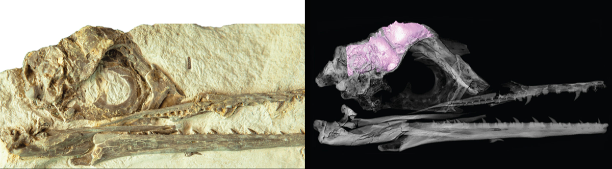 two images, on the left a scan of a bird skull that reveals a pink 3d shape of its brain. on the right, a fossil of a bird skull