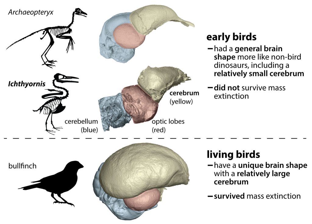 a diagram showing illustrated shadowed skeletons of two early birds and a bullfinch modern living bird. in the middle 