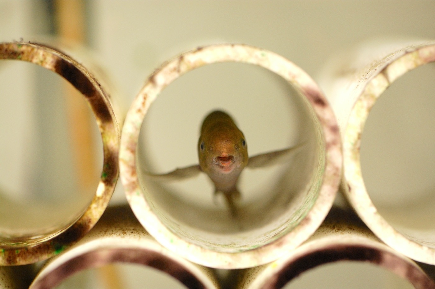 a small fish with its fins splayed out inside a slightly rusted pvc tube