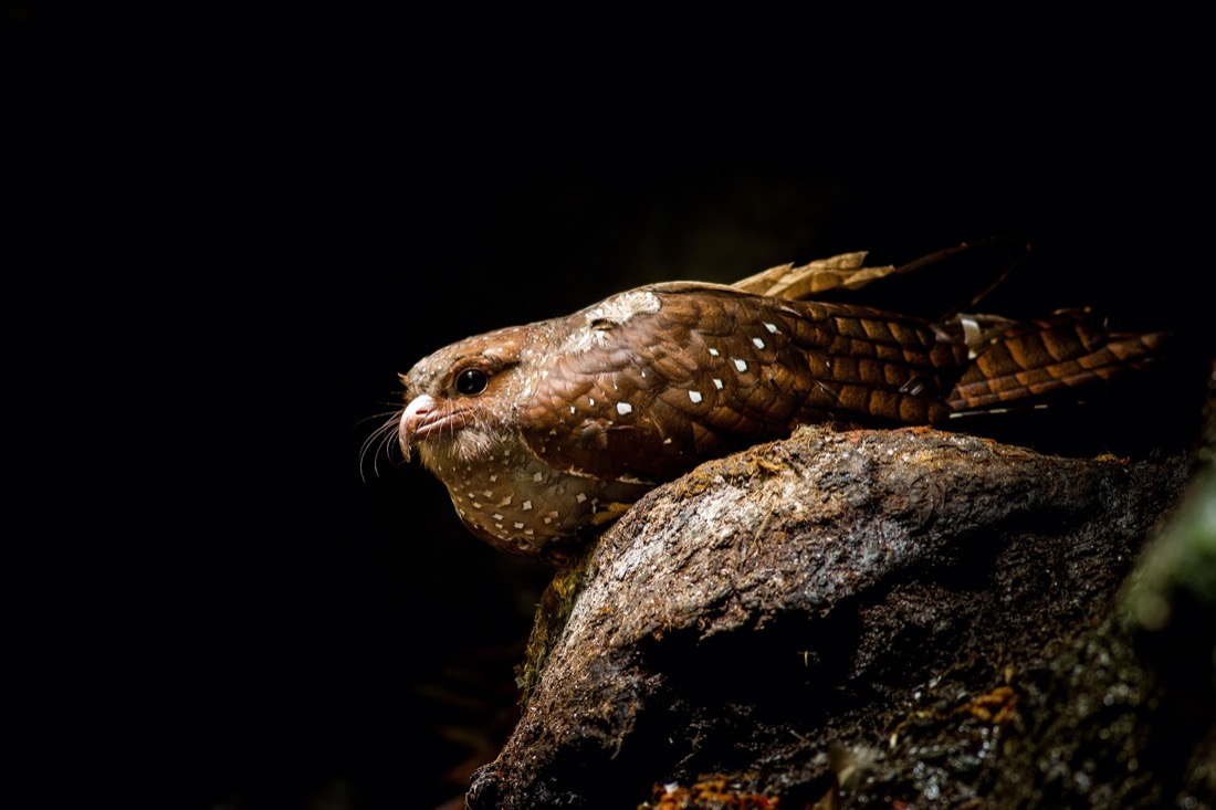a brown, quail-sized bird with huge eyes and whiskers perched on a rock against a black background