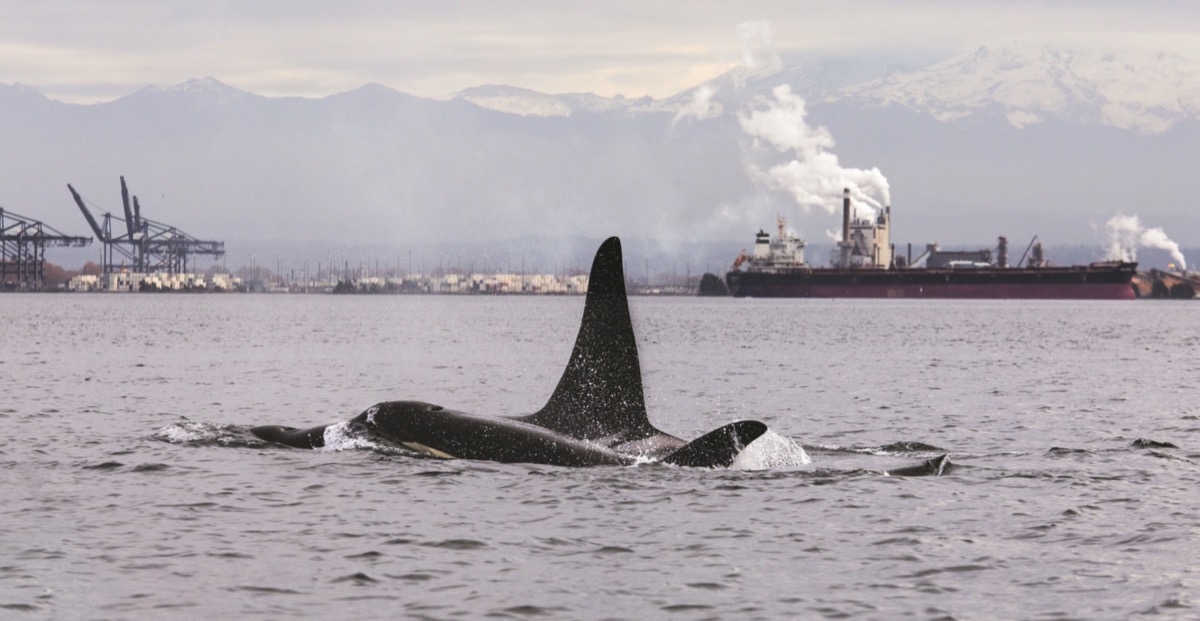 an orca's fin can be seen on the surface of a bay that is surrounded by industry and smoke stacks