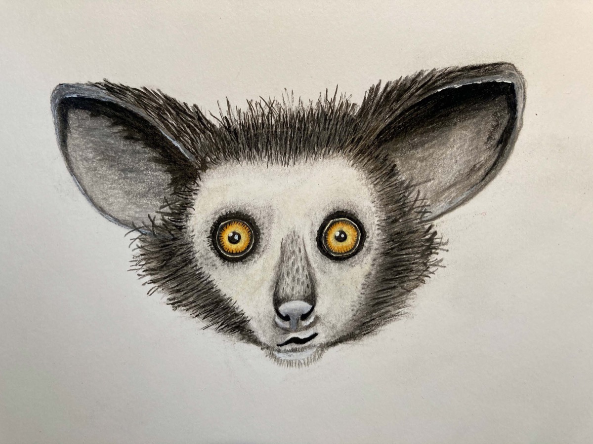 a hand drawn colored illustration of an aye-aye, which has large light brown eyes and small pupils, as well as large pointed ears