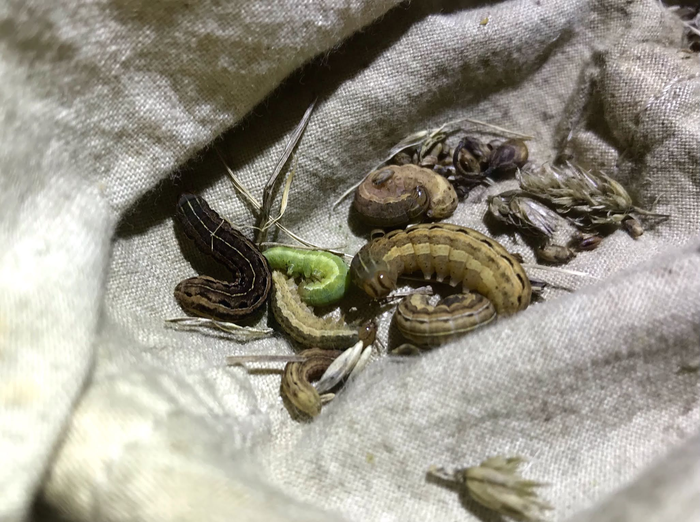 a collection of live caterpillars and moths in a cloth net, lit under LED lights