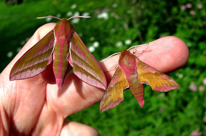 two large pink and tan moths clinging to someone's fingers