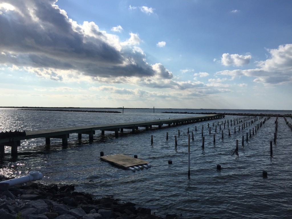 oyster farm and dock going out to shallow ocean inlet