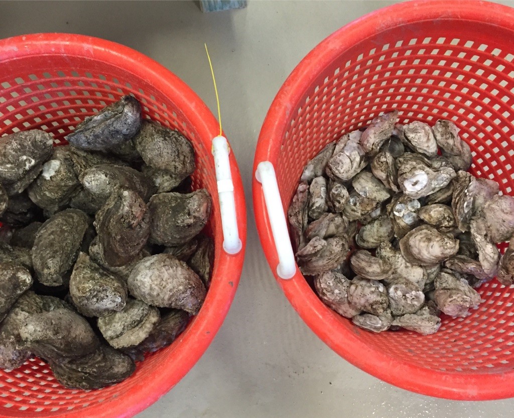 two buckets of oysters. on the left the oysters are larger and darker color