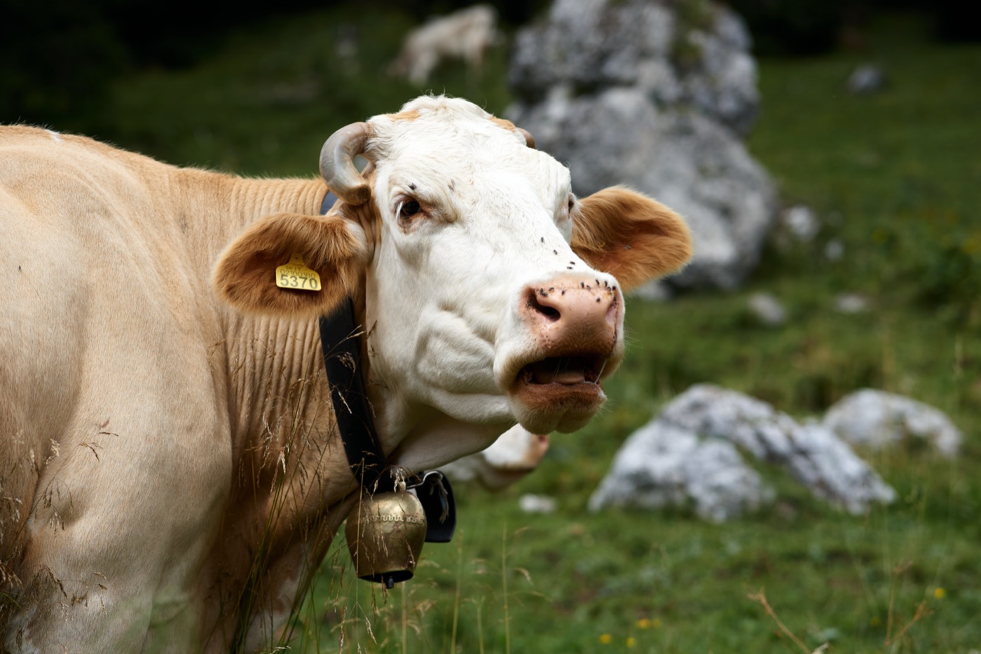 a cow in a field mooing