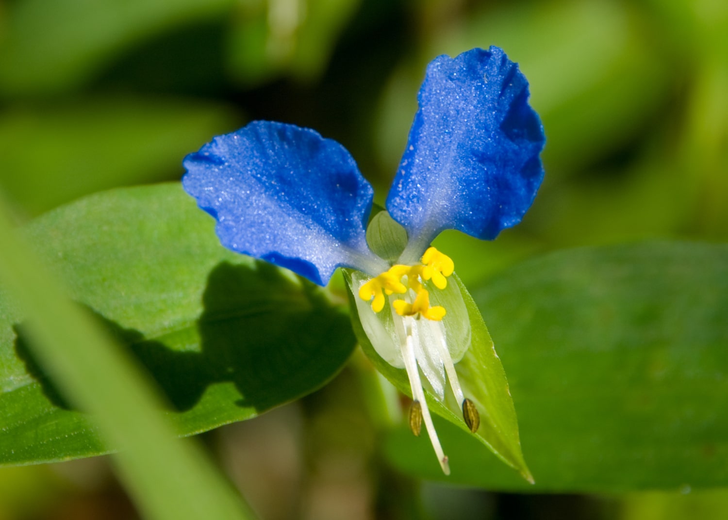 a flower with two bright blue round petals and a small curling white petal. with foliage and stalks in the background