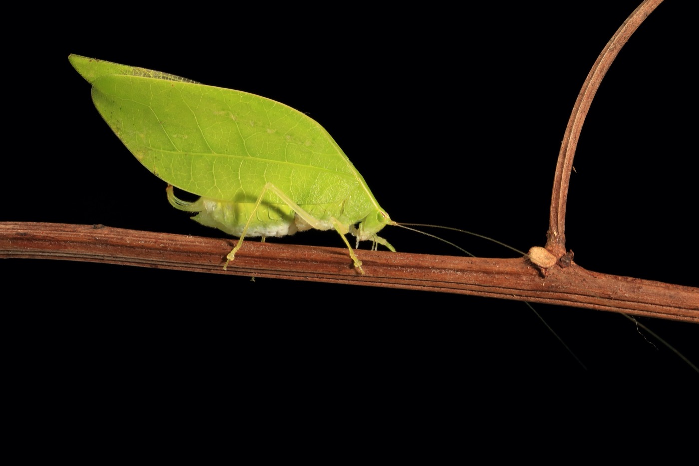 a large bright green insect that looks like a leaf