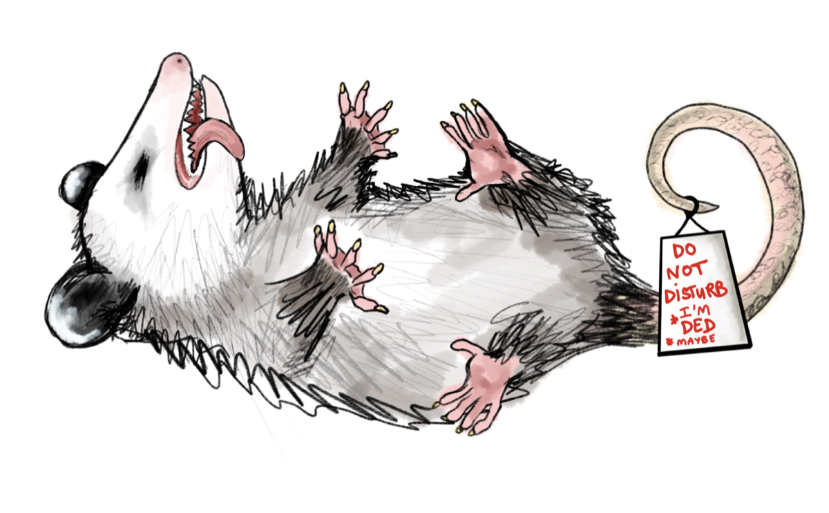 an illustration of an opossum playing dead