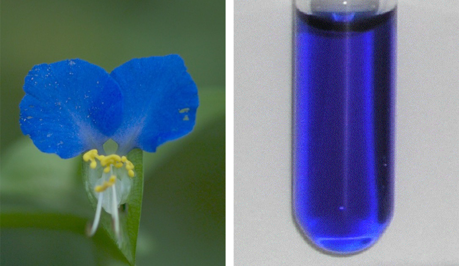 two images. on the left is a closeup of a flower with two bright blue mouse-eared shape petals and a small white curled petal beneath. on the right is a vial of bright blue liquid