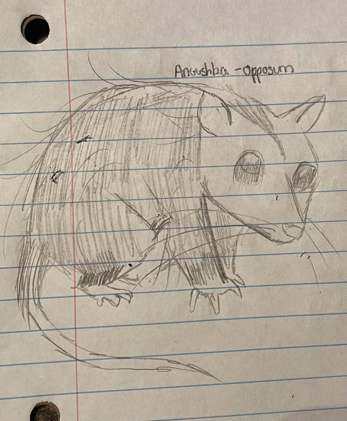 sketch of an opossum on notebook paper