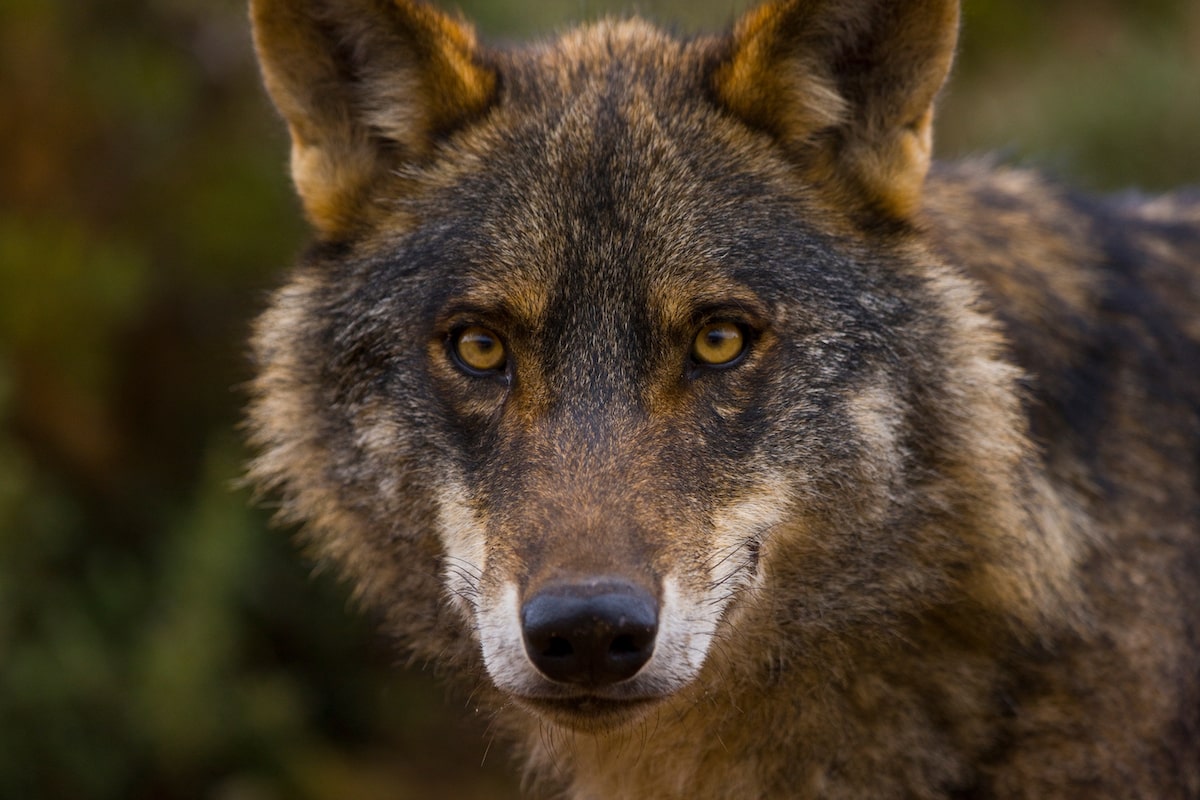 Front view of one Iberian Wolf