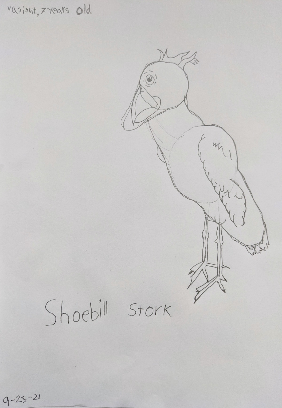 pencil drawing of a shoebill stork on off-white paper
