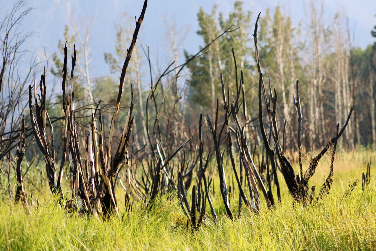 burned blackened branches sticking up above tall green grass