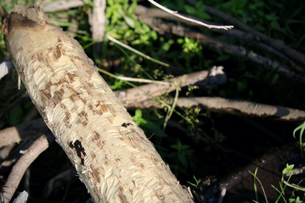a close up of a gnawed branch