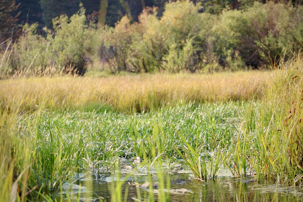 a lush wetland area 