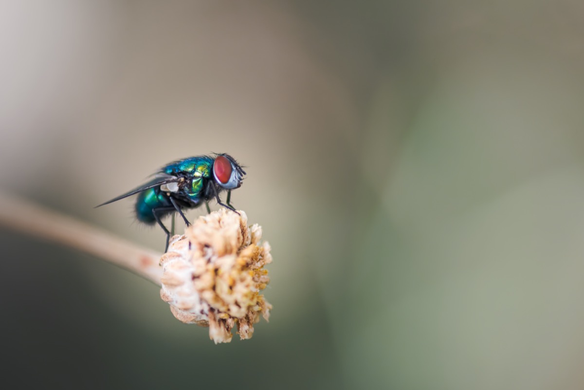 a close up of a small shiny green and blue fly on a plant