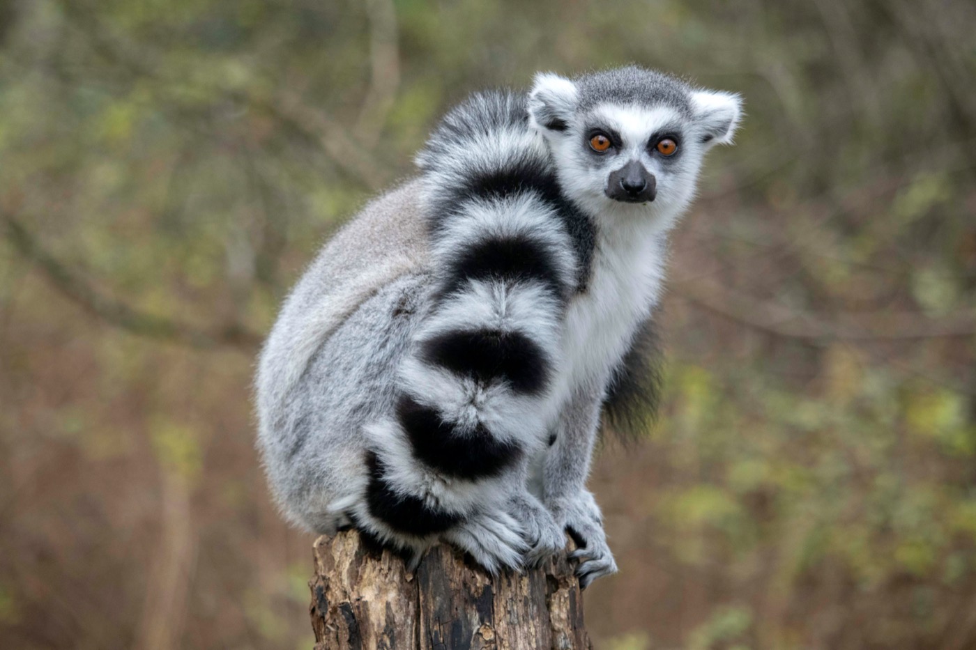 lemur sitting on a branch with its tail wrapped around itself, looking at camera with wide eyes