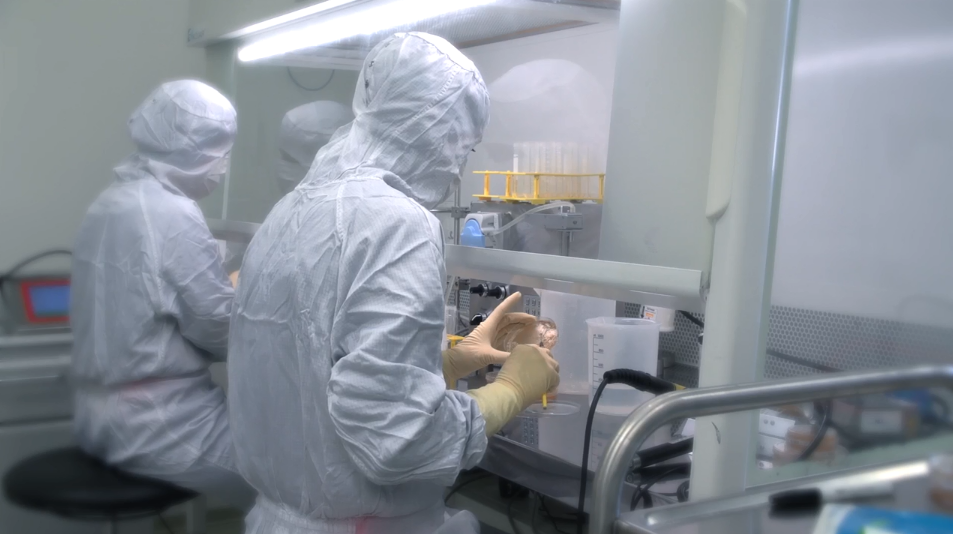a lab scientist in head-to-toe aseptic gear and gloves handles maggots under a lab ventilator hood