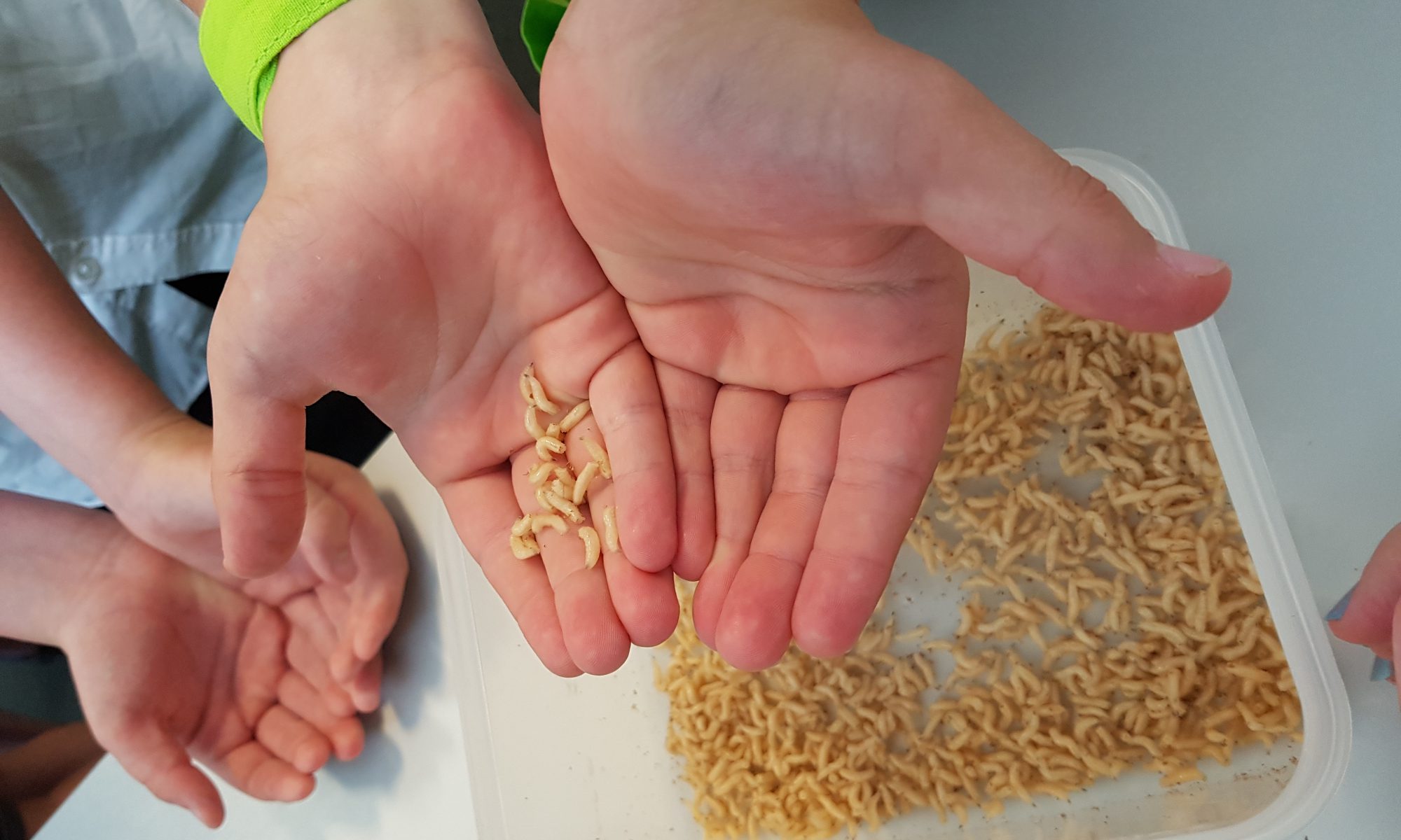 a close up kid's hands holding a handful of maggots. in the background you can see a tub of more maggots