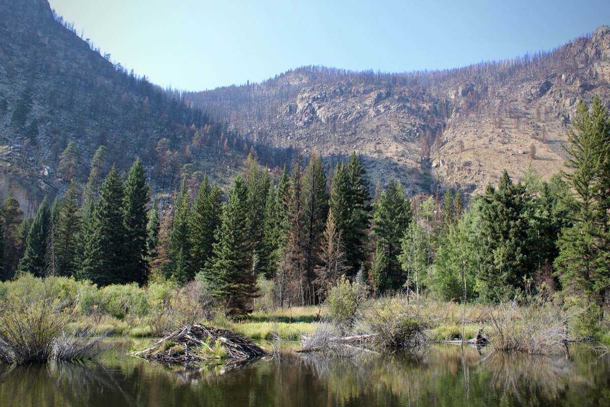 a body of water with little dams on it. in the background are trees, but further behind the mountains are slightly barren from wildfire