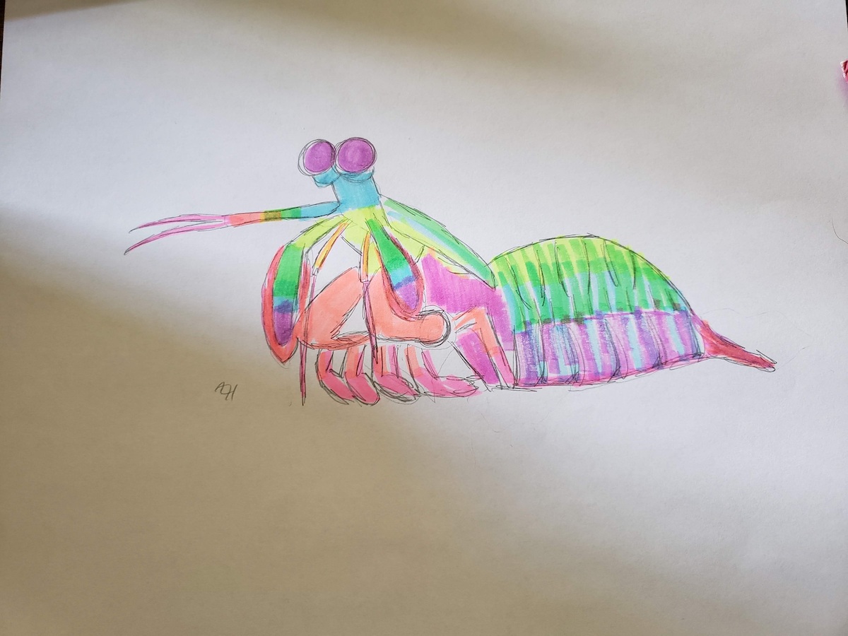 colorful pink and green watercolor painting of a mantis shrimp