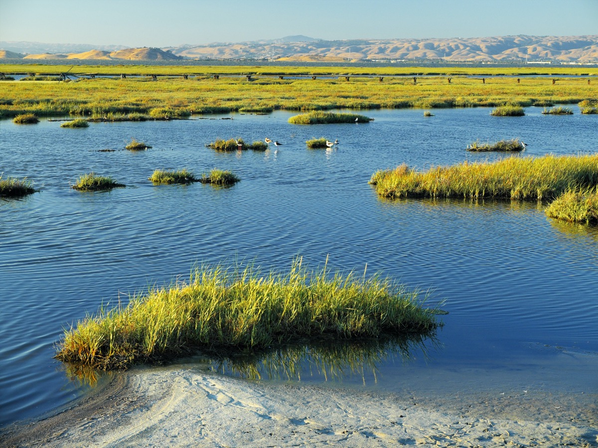 a coastal marshland with small mountains in the distance