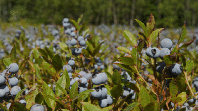 blueberries blowing in the wind