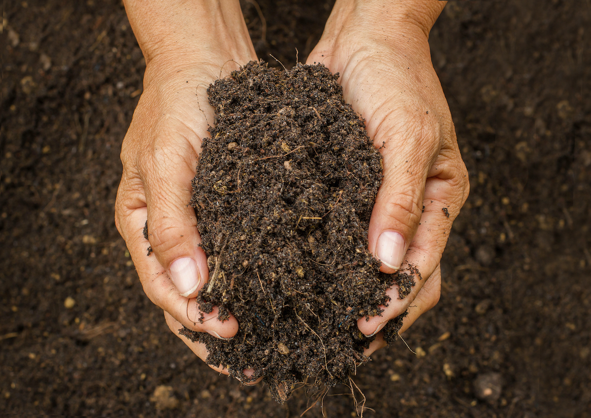 two brown hands holding a big chunk of soil against a background of more soil