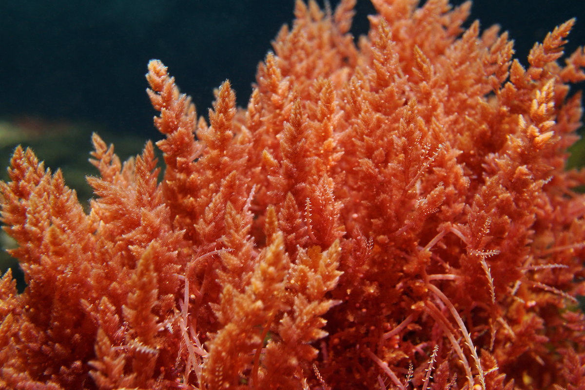 straight-on shot of reddish-orangeish algae 