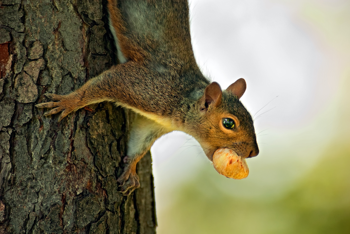 Eastern Gray Squirrel (Sciurus carolinensis) hanging upside down from a tree with hazelnut in its mouth, looking right at camerica