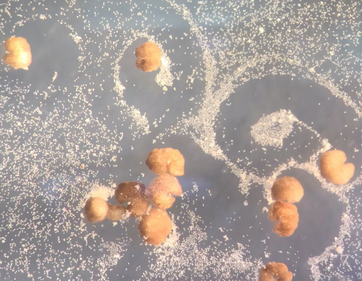 tan c-shaped globules making swirling patterns in what looks like dust covered sand particles