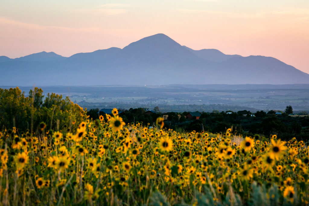 a beautiful landscape image of a dramatic mountain range in the background and fields of sunflowers in the foreground