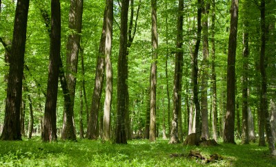 Sun rays through a forest.